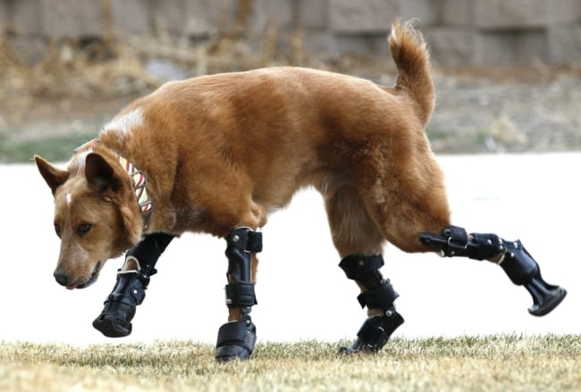 Naki el unico perro con protesis bionicas en todas sus patas 2