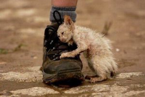 Animales y Naturaleza 1