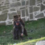 Un oso ataca a un hombre en un parque 5