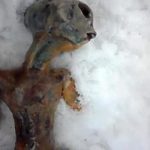 Alien hallado muerto en Rusia 4