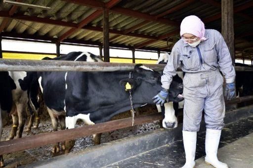 Japón prohibió la distribución de carne radiactiva de Fukushima 1 Vacas containadas en Japon