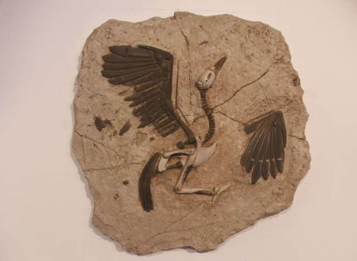 duringexcavations6-3092571