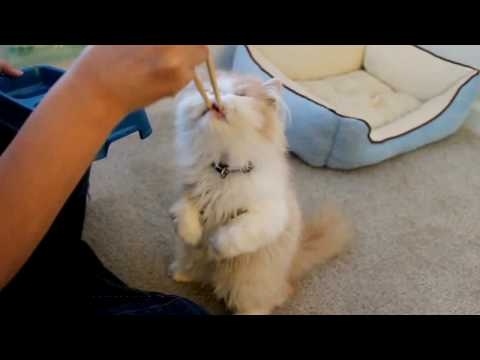 Video Gato comiendo con palillos 5