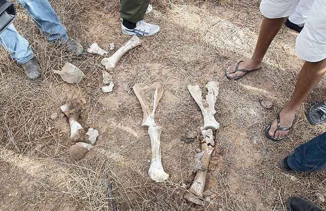 En Libia hallan una fosa con 1,270 muertos 1 En Libia hallan una fosa con 1,270 muertos 2