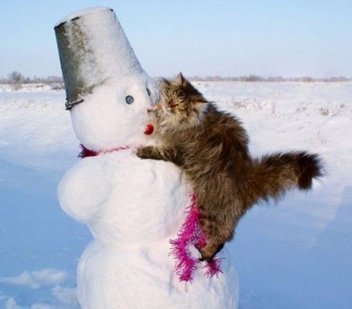 Gatos relocos en la nieve 274