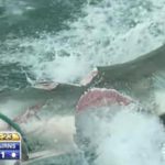 Tiburón blanco literalmente partido a la mitad por otro “monstruo” desconocido. Foto y vídeo. 6