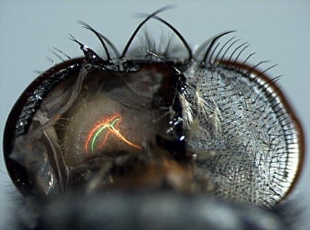 El cerebro de las moscas es más veloz que los ordenadores modernos 1 El cerebro de las moscas es más veloz que los ordenadores modernos 2