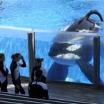 Curiosa demanda de cinco orcas por "esclavitud" 9
