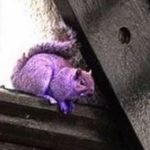 El misterio de la ardilla violeta que desconcierta a EEUU 2