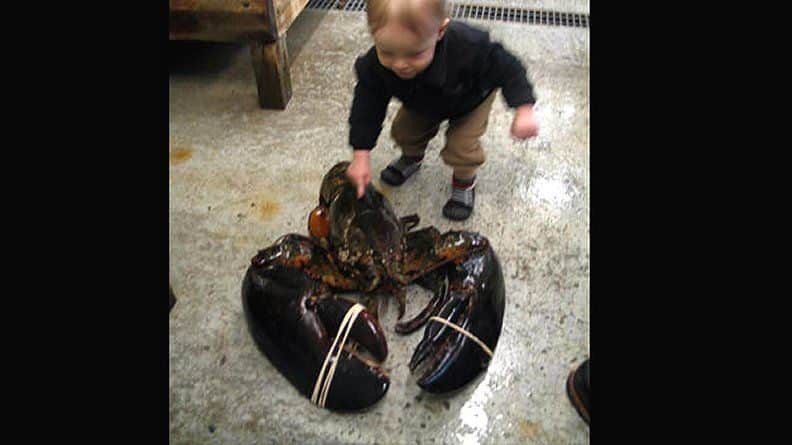 noticias bogavante de más de 12 kilos capturado en EE.UU