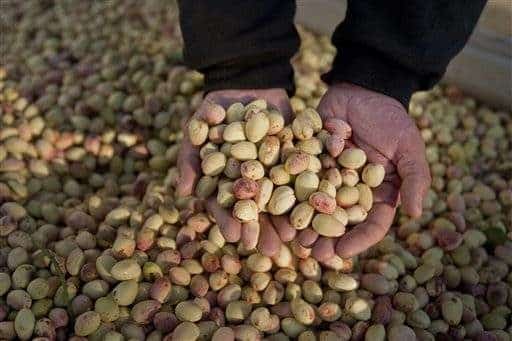 La combustión espontánea de los pistachos 2 noticias La combustión espontánea de los pistachos