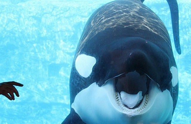 noticias demanda de cinco orcas por "esclavitud"
