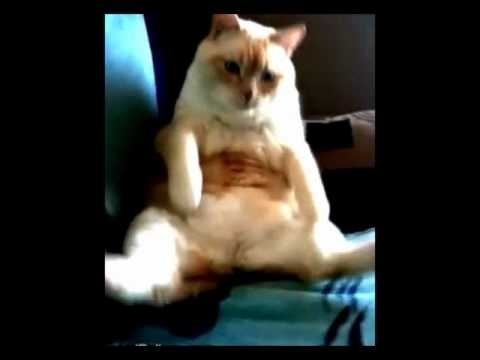 Gato Pedorro, creador del hipopedo 1