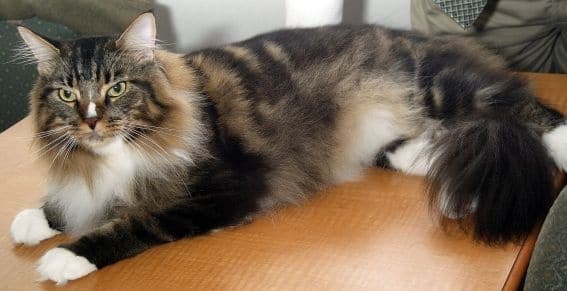 Gatita sobrevive a caída de 19 pisos 1 Gatita sobrevive a caída de 19 pisos 2