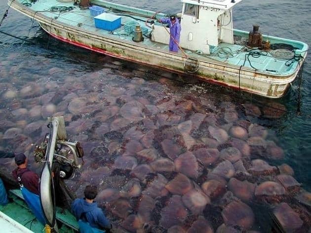 Está en marcha una invasión de medusas en todos los mares del mundo 1 Está en marcha una invasión de medusas en todos los mares del mundo 2