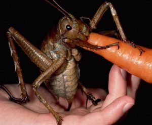 Animales y Naturaleza 8