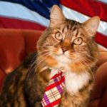 Insólito: Gato es candidato al senado de Estados Unidos 4