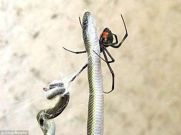 noticias Araña se tragó una serpiente