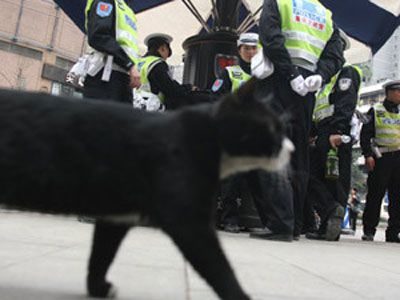 Gato Policia en Shapingba, China 3