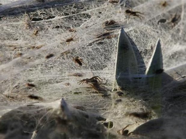 Miles de arañas invaden pueblo en Australia obligando a sus habitantes a evacuar 2