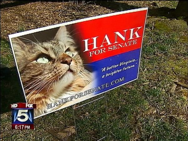 noticias Gato es candidato al senado de Estados Unidos