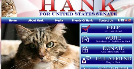 noticias Gato es candidato al senado de Estados Unidos