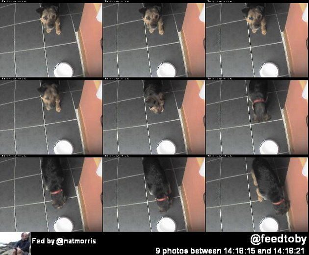 El perro que se alimenta por Twitter @FeedToby 4