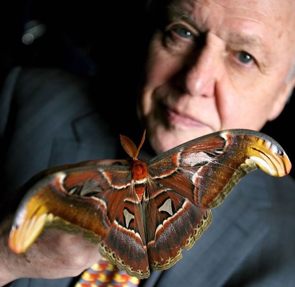 noticias la mariposa más grande del mundo