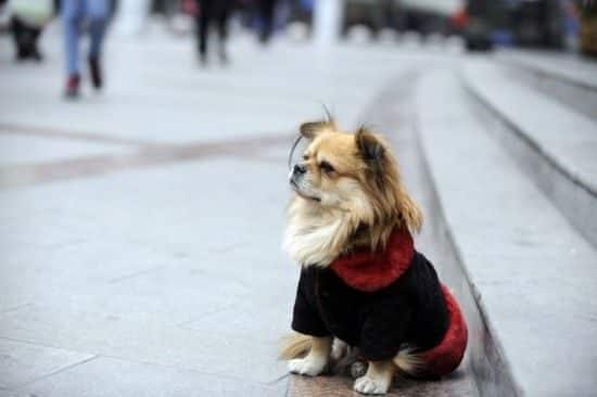 noticias Wang Cai, un perrito de Chongqing