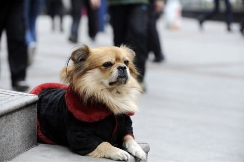 noticias Wang Cai, un perrito de Chongqing