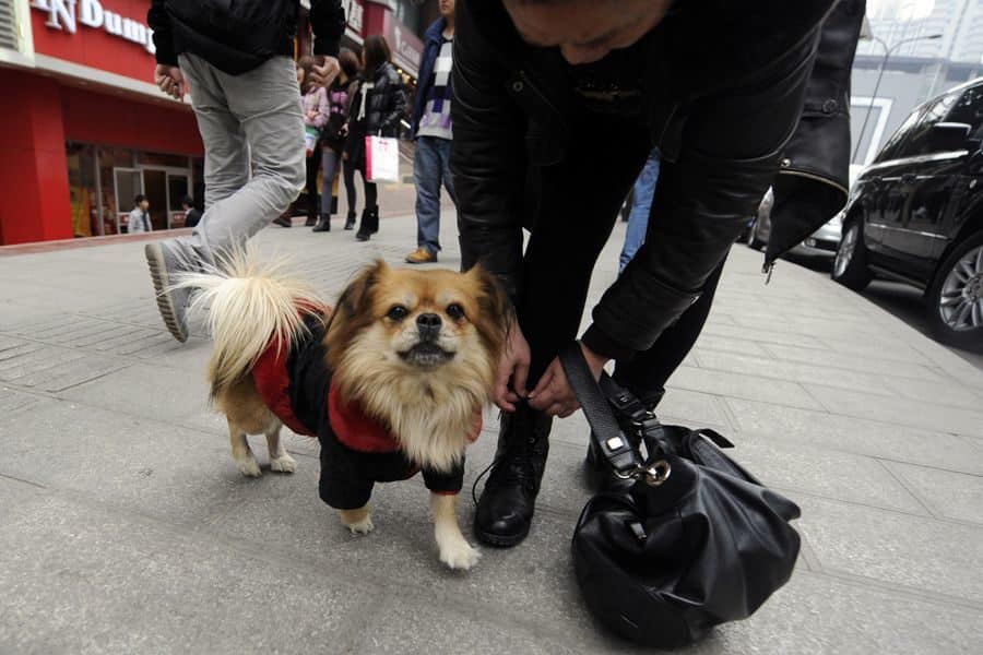 noticias Wang Cai, un perrito de Chongqing