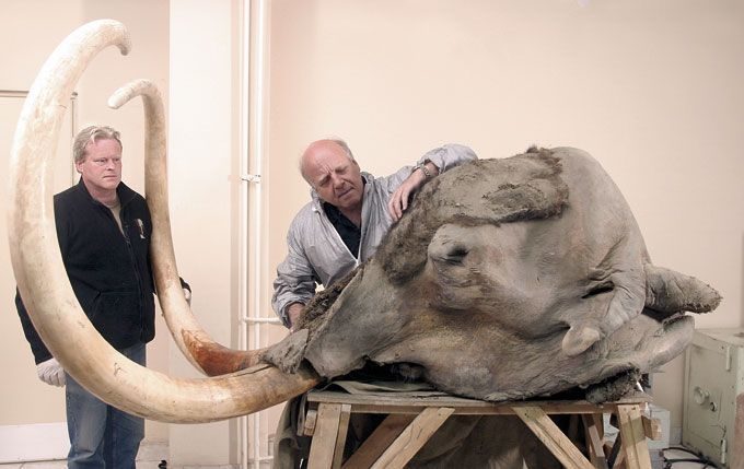 Científicos rusos quieren clonar un mamut congelado hace diez mil años 2