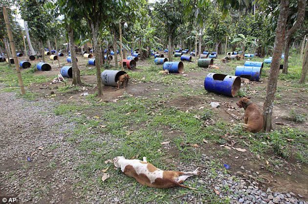 300 pitbulls fueron rescatados de perreras secretas donde eran entrenados para peleas ilegales 4