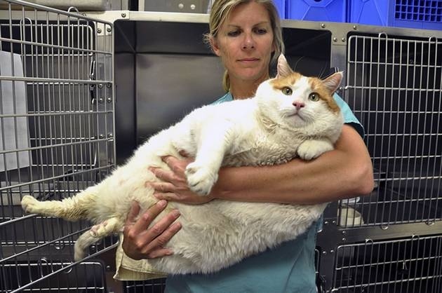 Gato con obesidad mórbida busca un nuevo hogar 5