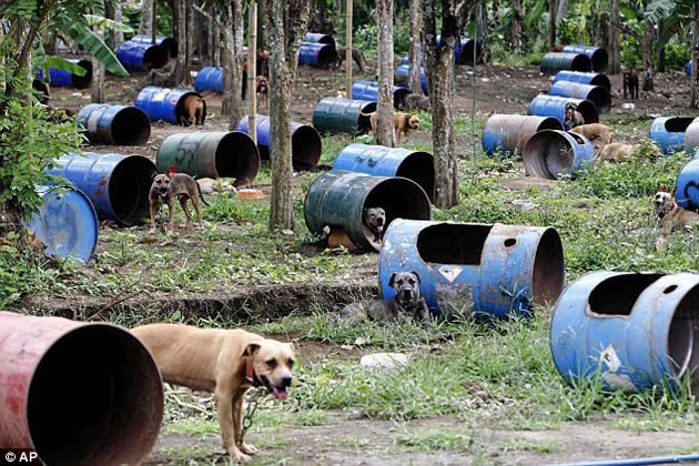 300 pitbulls fueron rescatados de perreras secretas donde eran entrenados para peleas ilegales 10