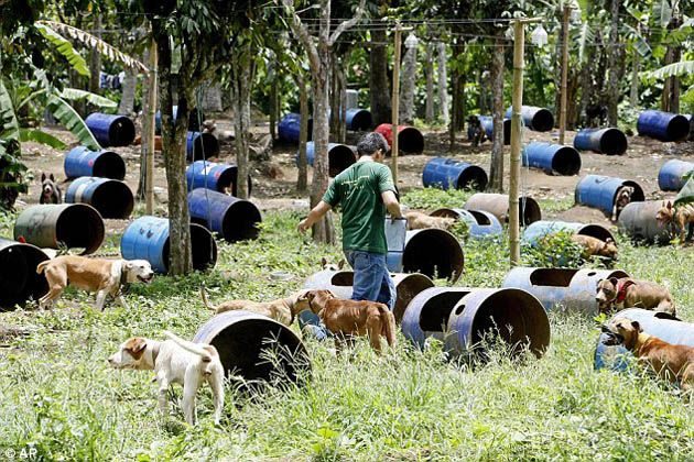 300 pitbulls fueron rescatados de perreras secretas donde eran entrenados para peleas ilegales 5