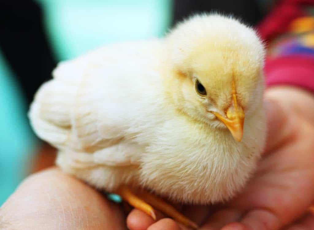 Una gallina da a luz a un polluelo en Sri Lanka 1