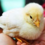 Una gallina da a luz a un polluelo en Sri Lanka 2
