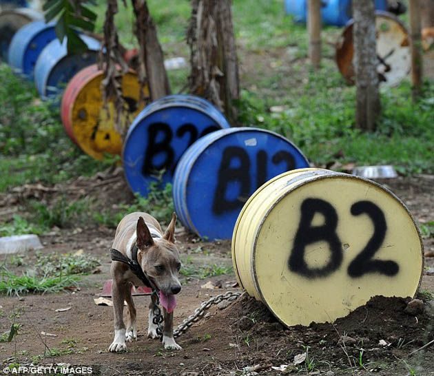 300 pitbulls fueron rescatados de perreras secretas donde eran entrenados para peleas ilegales 9