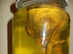 Hallan en chile extraña "criatura extraterrestre" 1 Hallan en chile extraña "criatura extraterrestre" 2