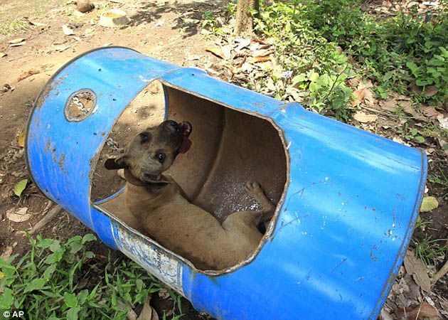 300 pitbulls fueron rescatados de perreras secretas donde eran entrenados para peleas ilegales 6