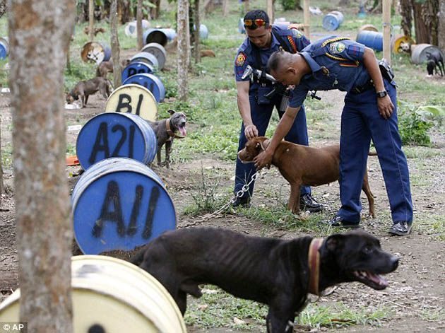 300 pitbulls fueron rescatados de perreras secretas donde eran entrenados para peleas ilegales 8