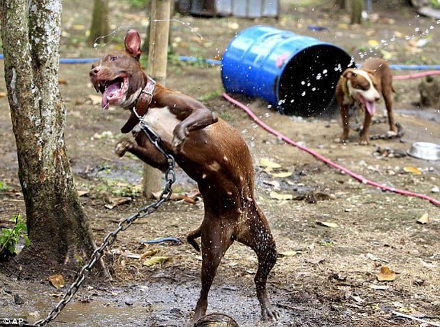 300 pitbulls fueron rescatados de perreras secretas donde eran entrenados para peleas ilegales 3