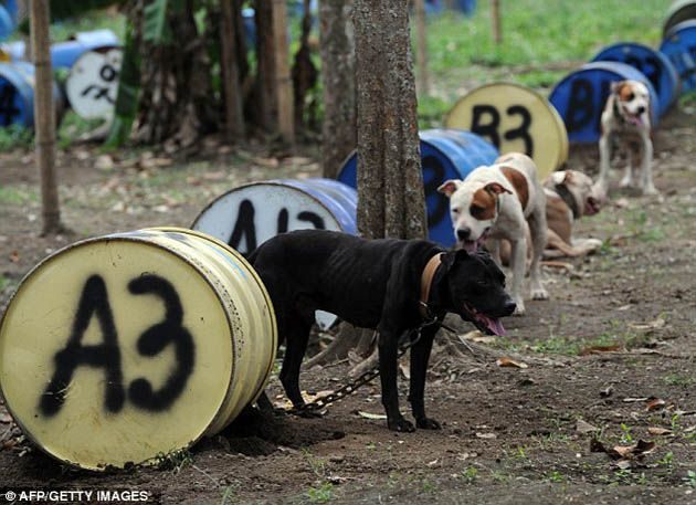 300 pitbulls fueron rescatados de perreras secretas donde eran entrenados para peleas ilegales 7