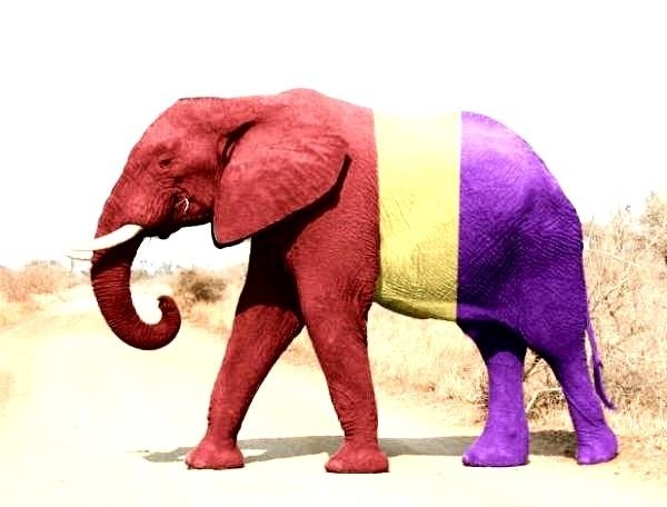 Documental: El elefante del Rey Documental: El elefante del Rey 1