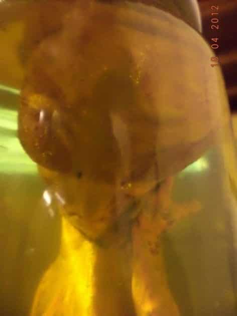 Hallan en chile extraña "criatura extraterrestre" 2 noticias Hallan en chile extraña "criatura extraterrestre"