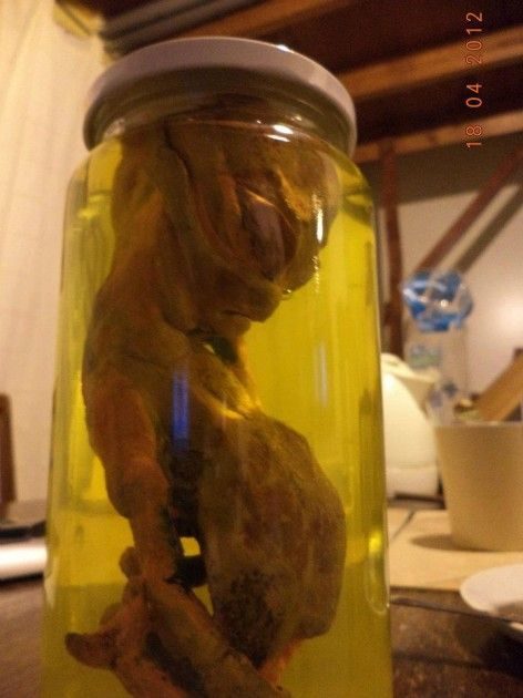 Hallan en chile extraña "criatura extraterrestre" 4 noticias Hallan en chile extraña "criatura extraterrestre"