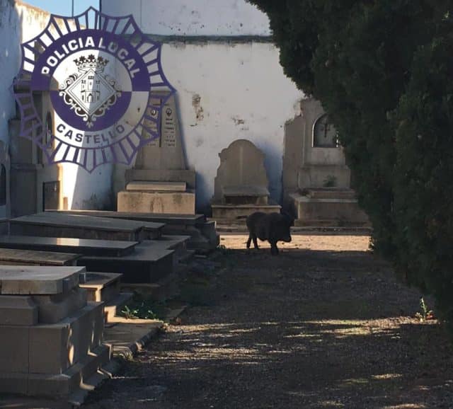 Cerdos Vietnamitas de Alicante se cuelan en el cementerio