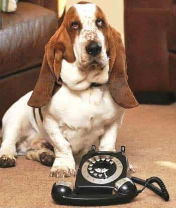 noticias El perro George salvó su vida llamando a emergencias