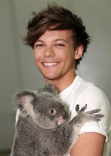 Un cantante afirma que contrajo enfermedad sexual de un koala 2 noticias el cantante de One Direction afirma que contrajo enfermedad sexual de un koala